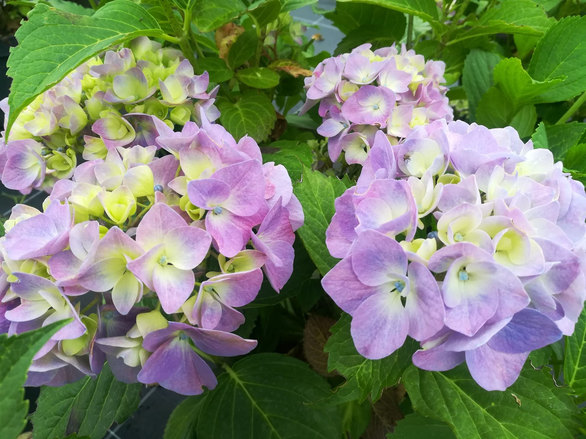 Les Hortensias du Haut Bois Gertrud Glahn hortensia boule godet