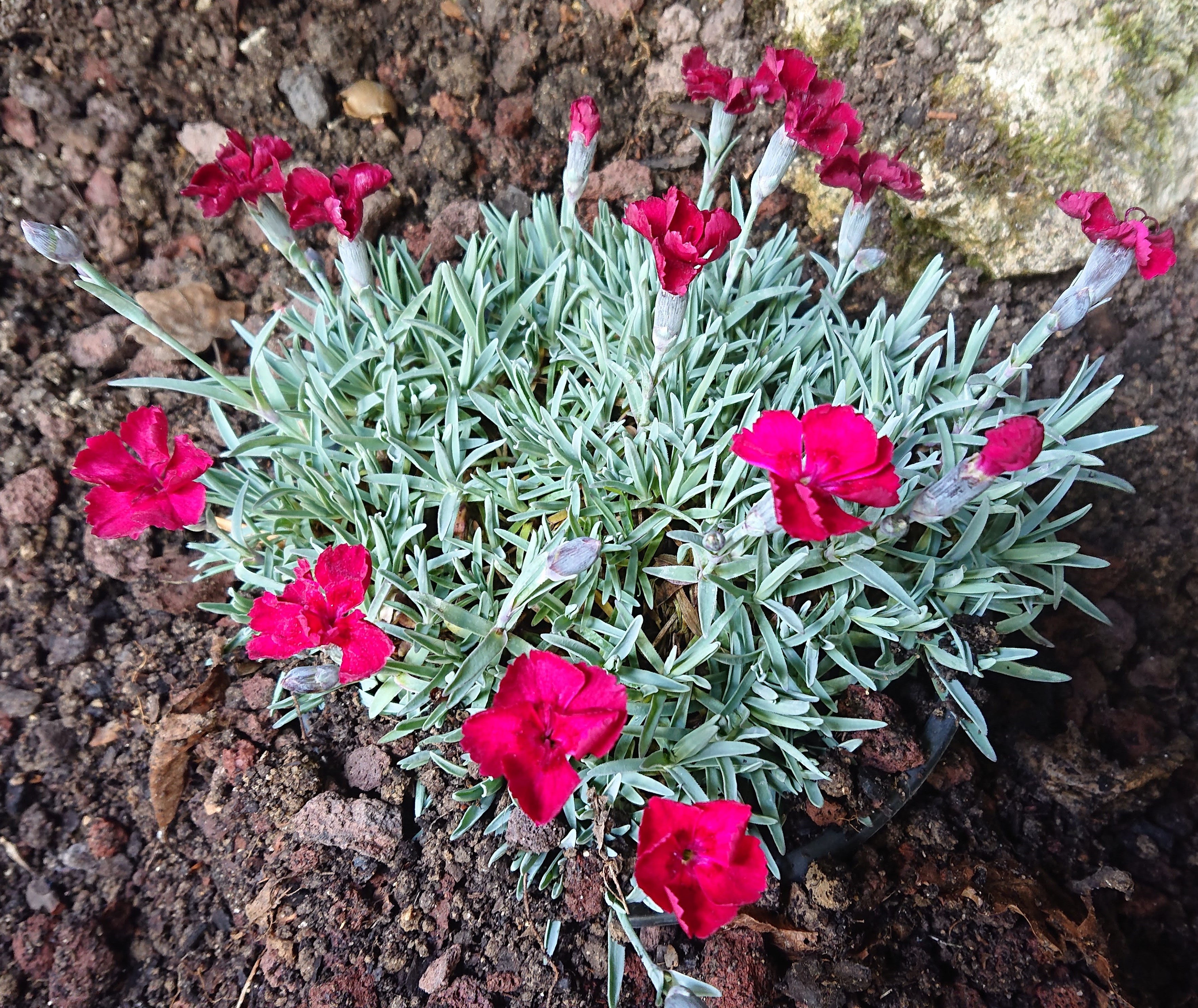 Passion Vivaces Dianthus gratianopolitanus Bombardier œillet pot rouge parfumé