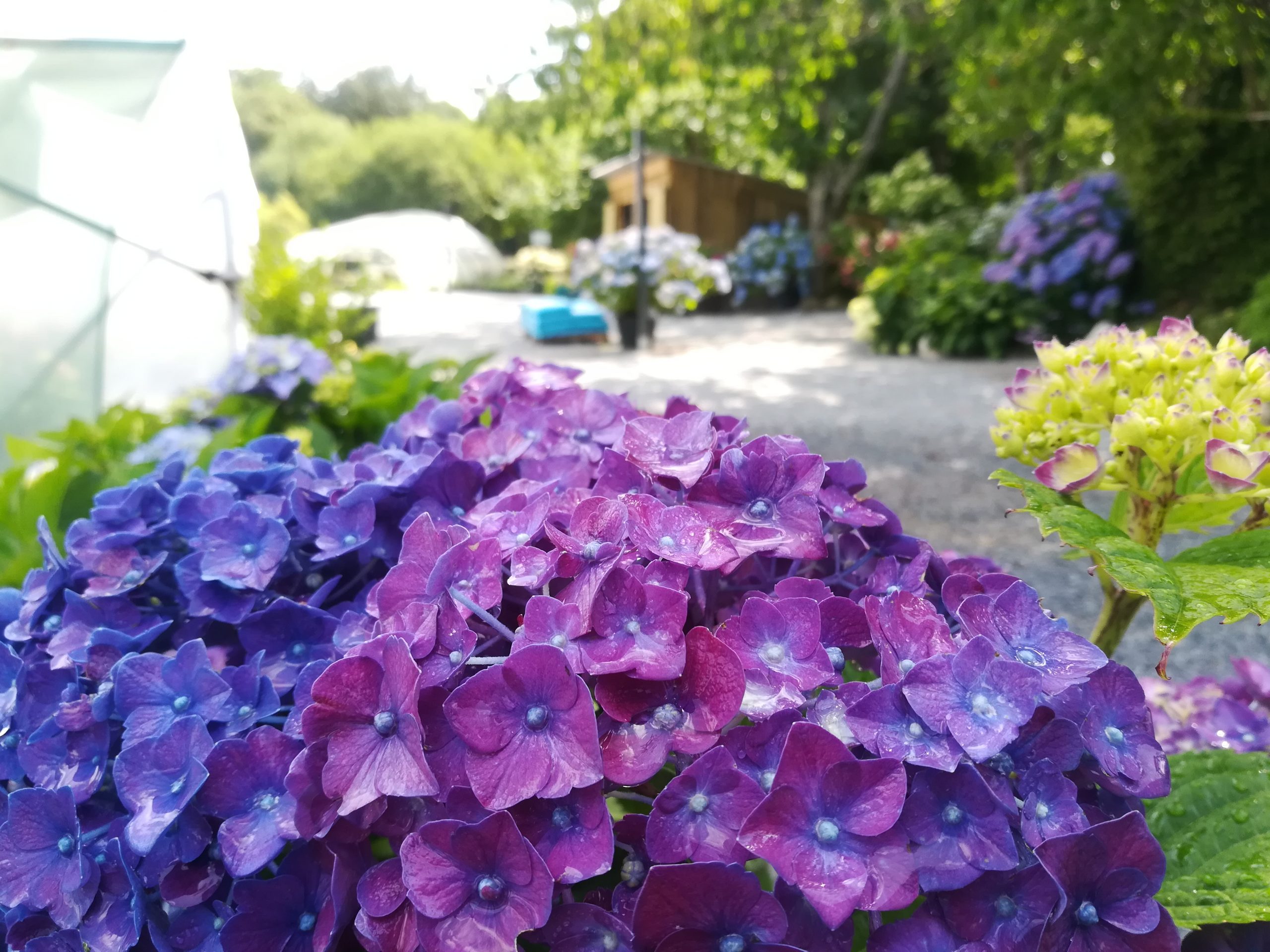 Les Hortensias du Haut Bois Montgomery hortensia fleurs rondes godet