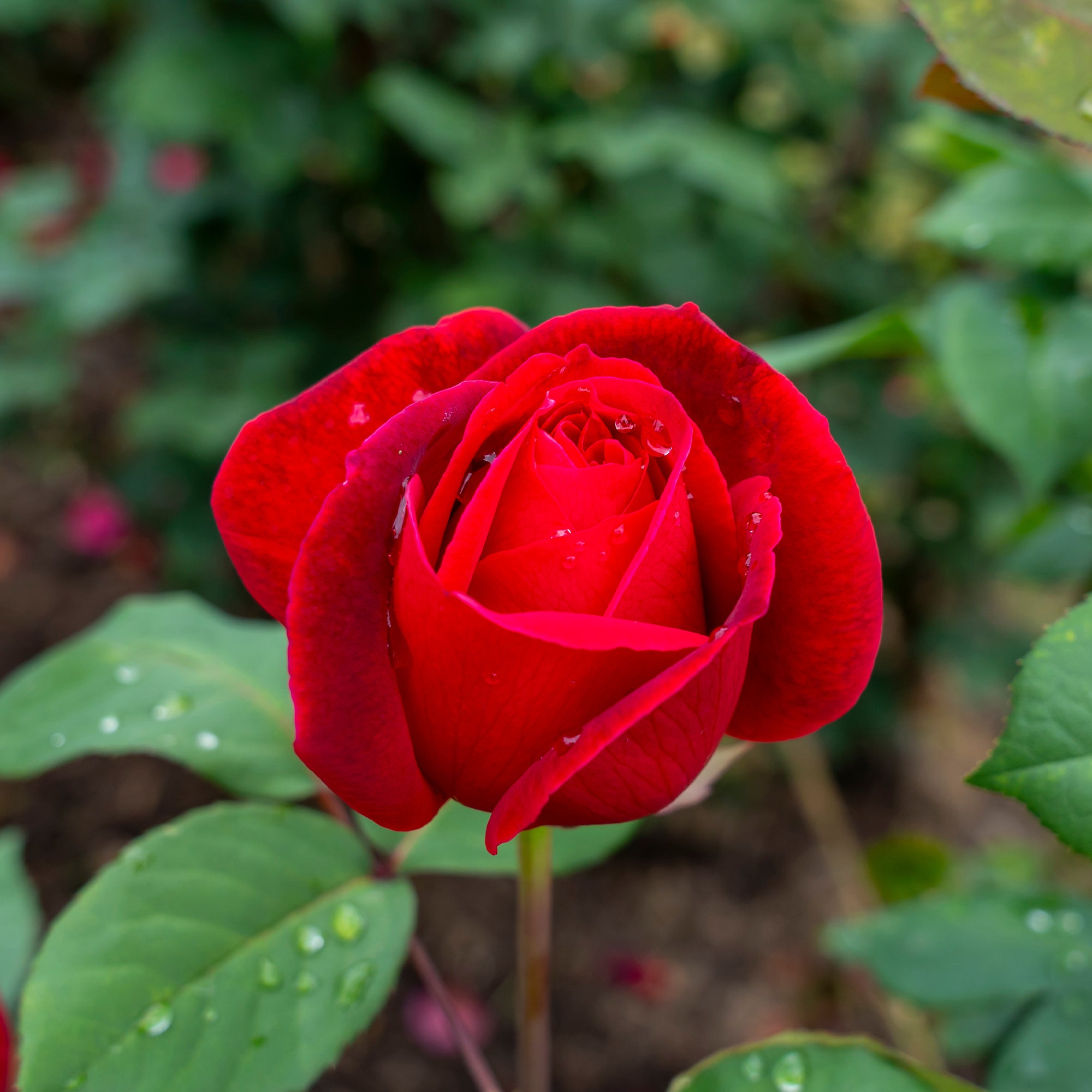 Bakker Rosiers Mr Lincoln buisson motte 3+ branches rouge parfumé