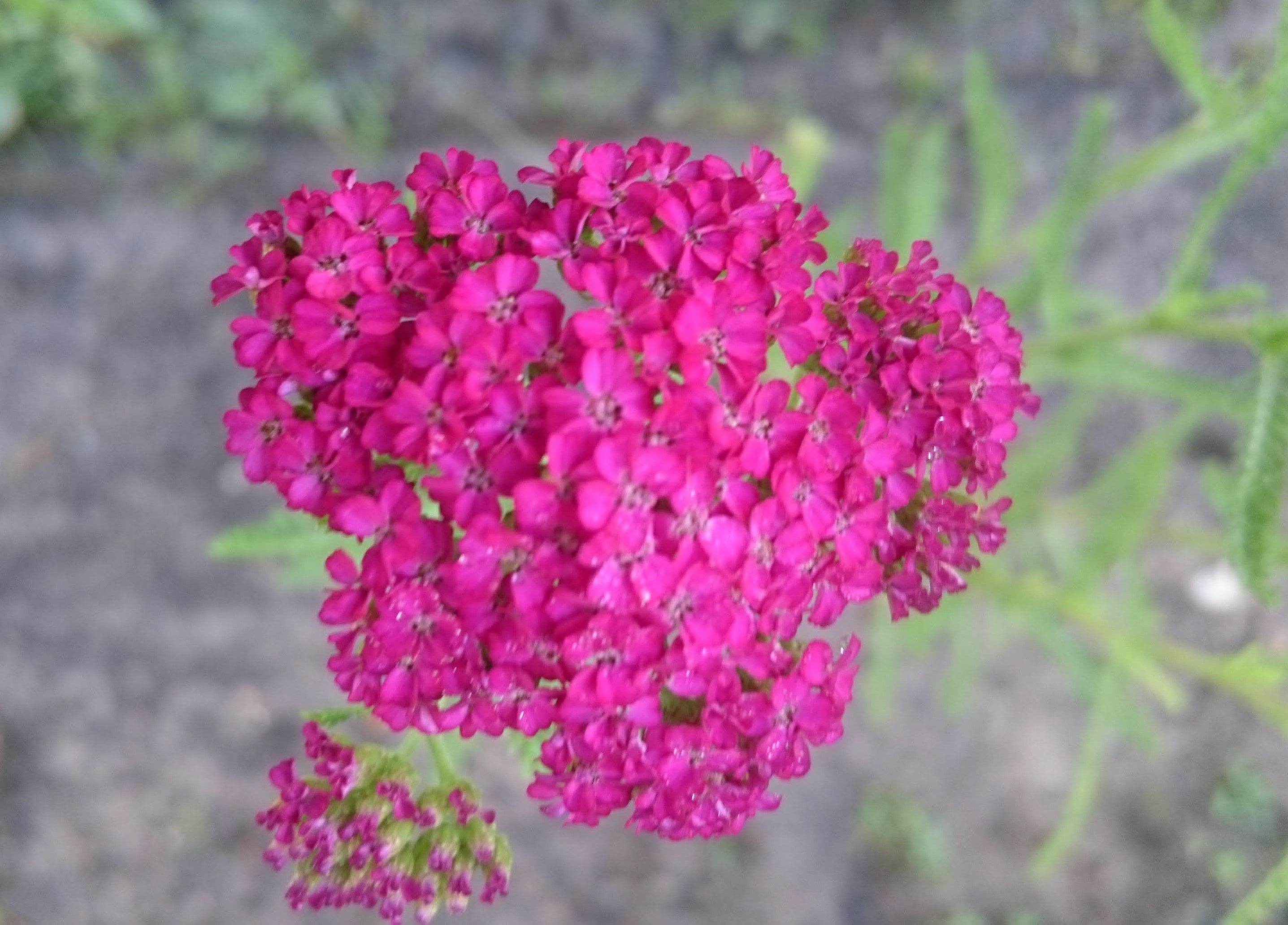 Achillea millefolium Heidi achillée vivace rose godet
