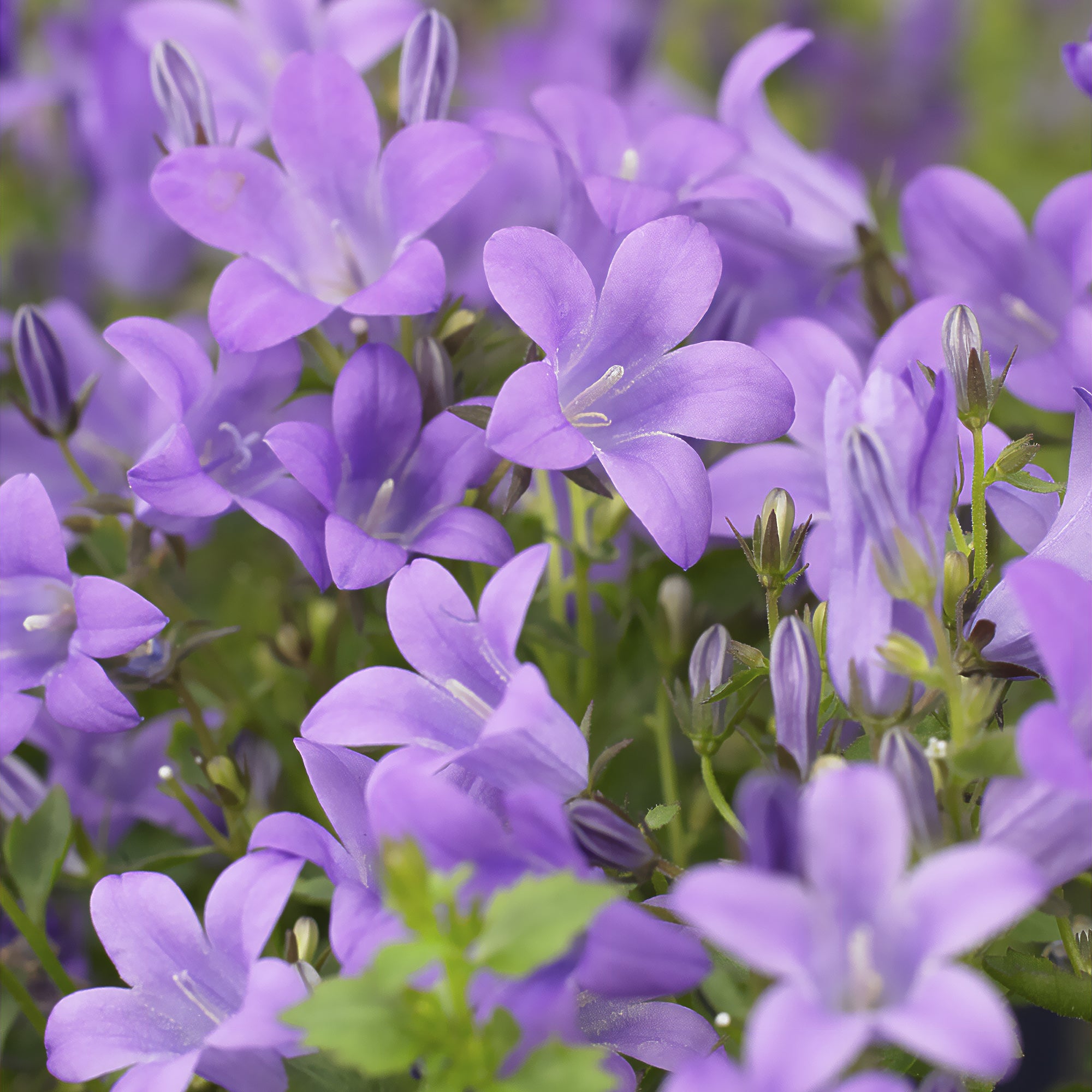 Bakker Campanule des murailles pot 9cm fleur violette couvre-sol