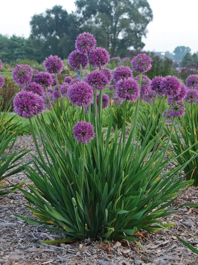 Pépinières Ripoche Allium Lavender Bubbles ail ornement godet mauve