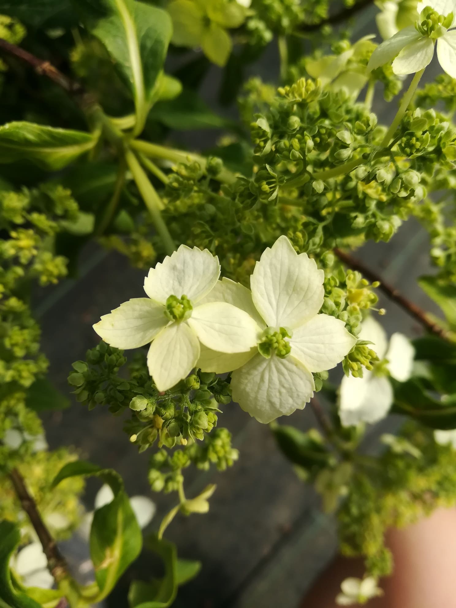 Les Hortensias du Haut Bois Angustipetala hortensia parfumé godet