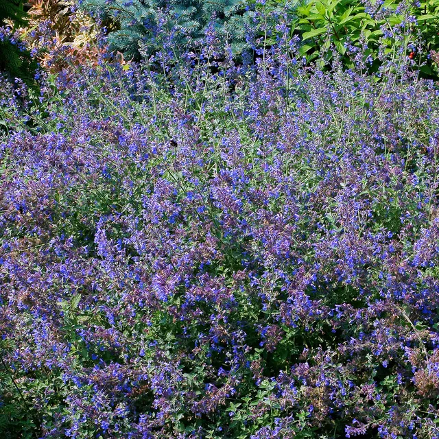 Bakker Nepeta faassenii chataire vivace pot 9cm violet
