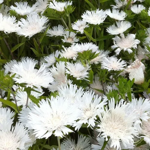 Bakker Stokesia Träumerei bleuet d'Amérique pot Ø 9cm