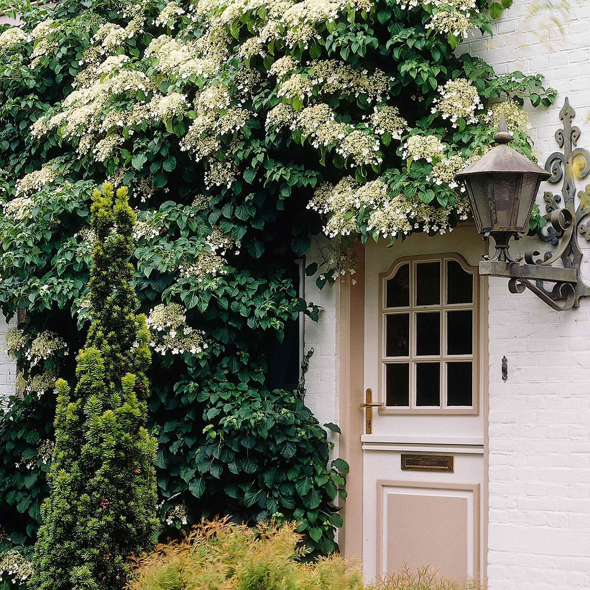 Bakker Hortensia grimpant pot Ø 9cm plante grimpante blanche
