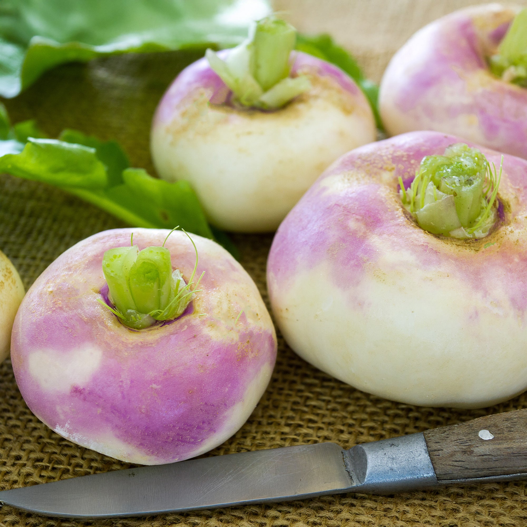 Bakker Navet De Milan à collet rose graines 5g précoce