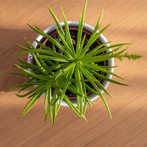 Bakker Intérieur Séneçon de Barberton succulente pot 12cm