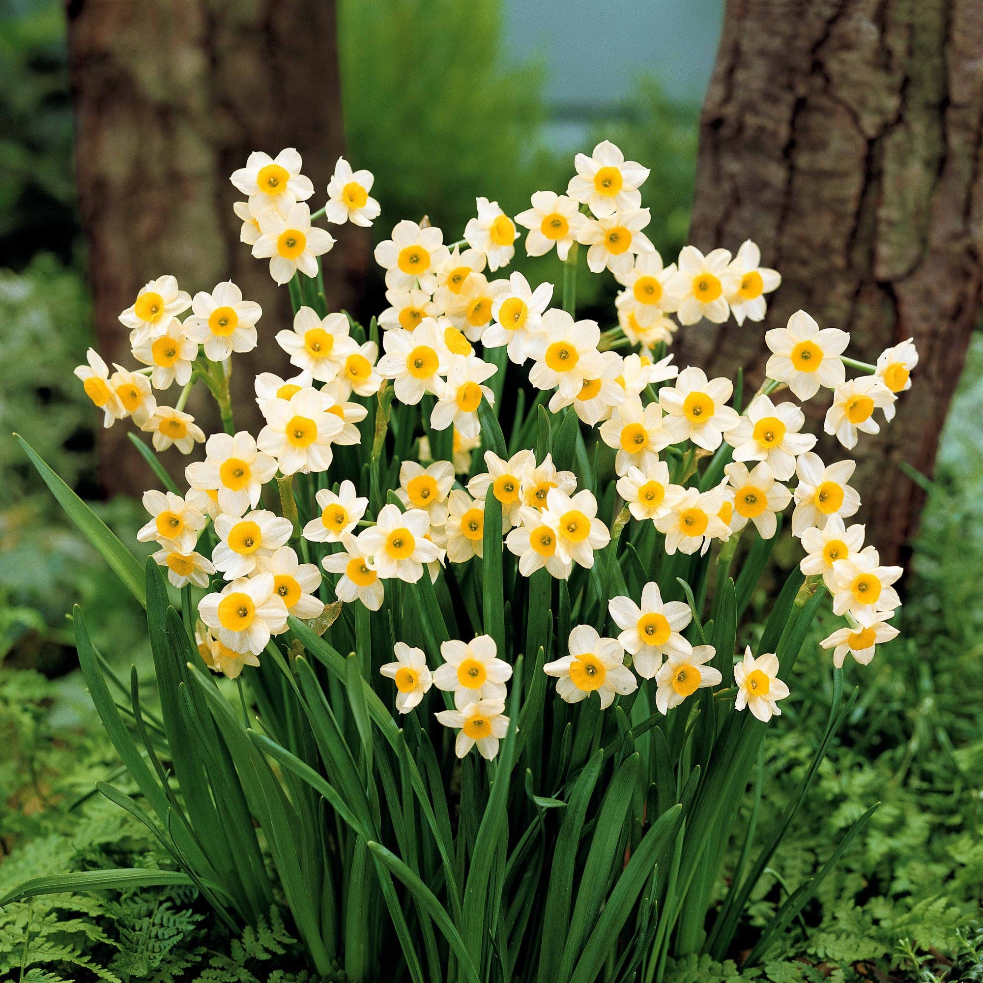Bakker Collection 30 mini Narcisses bulbes Jet Fire sachet 30