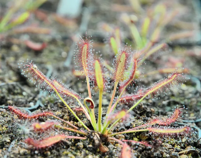 Carniflore Drosera capensis dwarf plante carnivore naine 7 cm