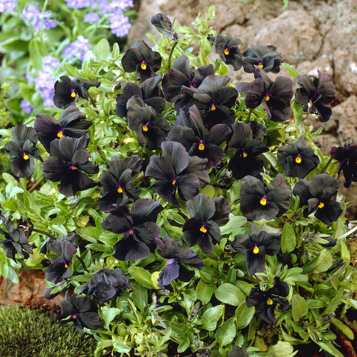 Bakker Vivaces Violette cornue Molly Sanderson pensée pot 9cm noire