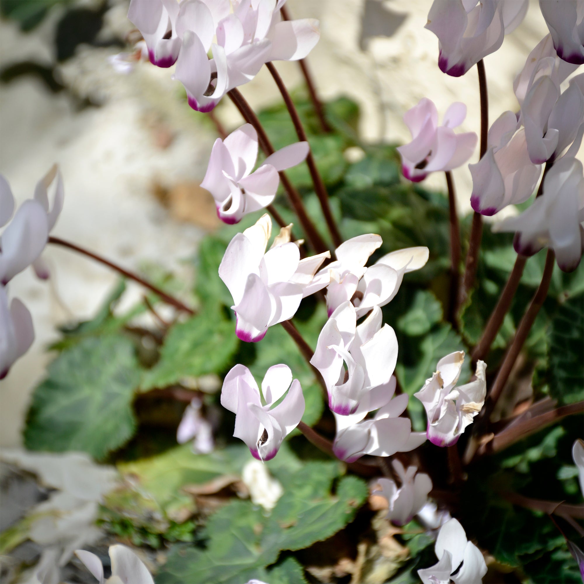 Bakker Cyclamen coum blanc plante vivace 3 pots Ø 9cm