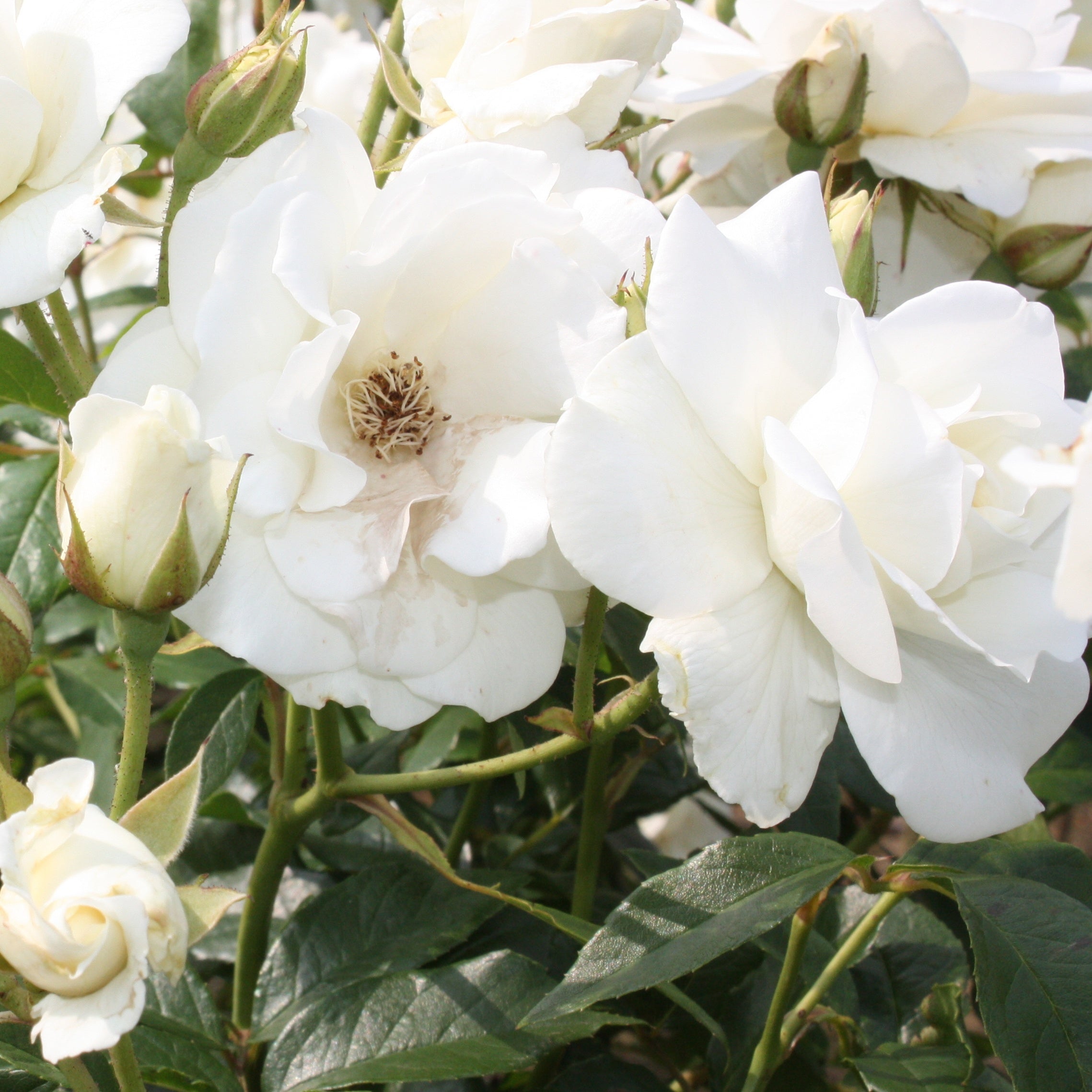 Bakker Rosiers Iceberg rosier blanc pot 3L floraison continue