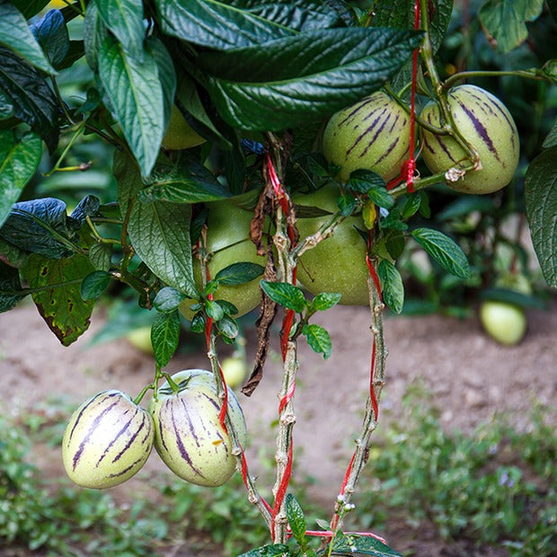 Bakker Poire-melon fruitier pot Ø10,5cm sucré