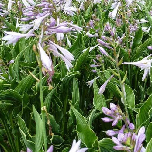 Bakker Hosta Praying Hands plante vivace pot 3L panaché