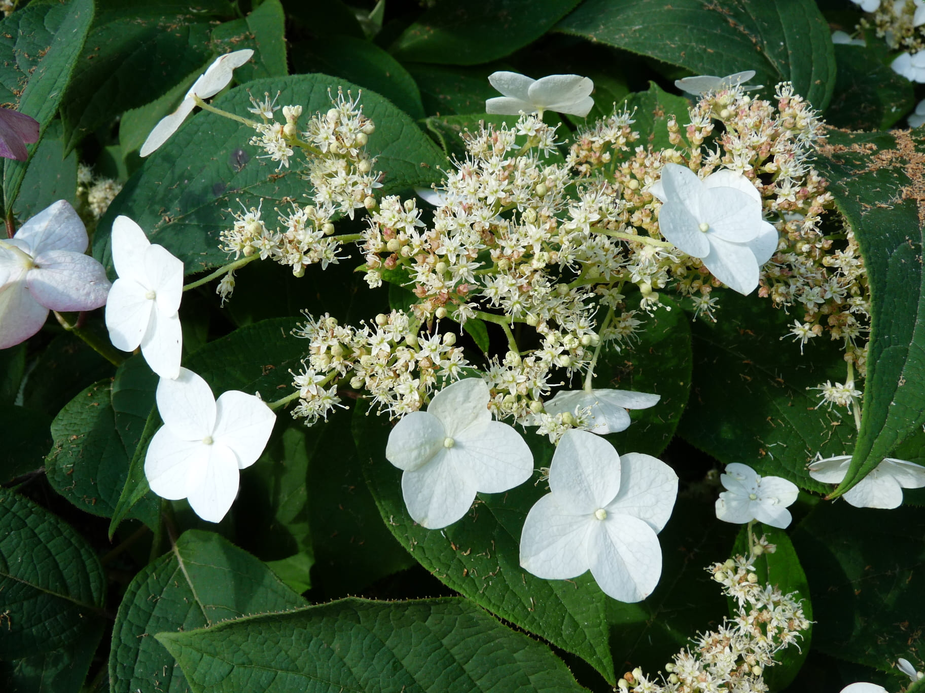 Xanthoneura Hydrangea heteromalla hortensia godet