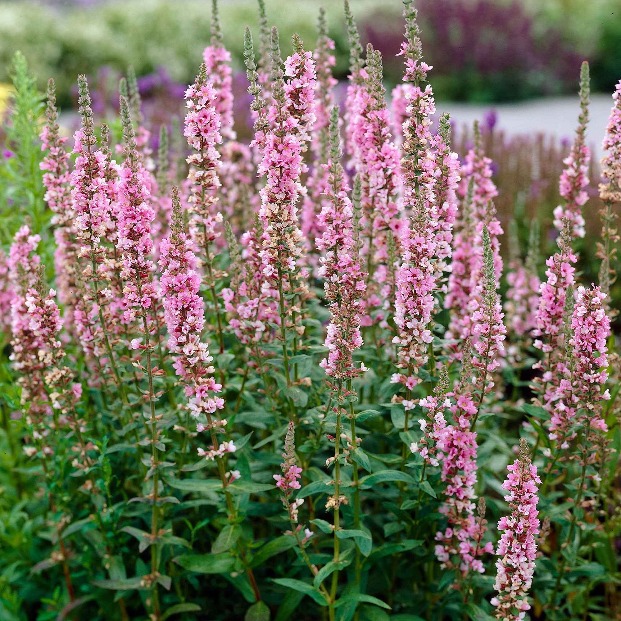 Bakker Salicaire Anceps vivace violette pot Ø 9cm