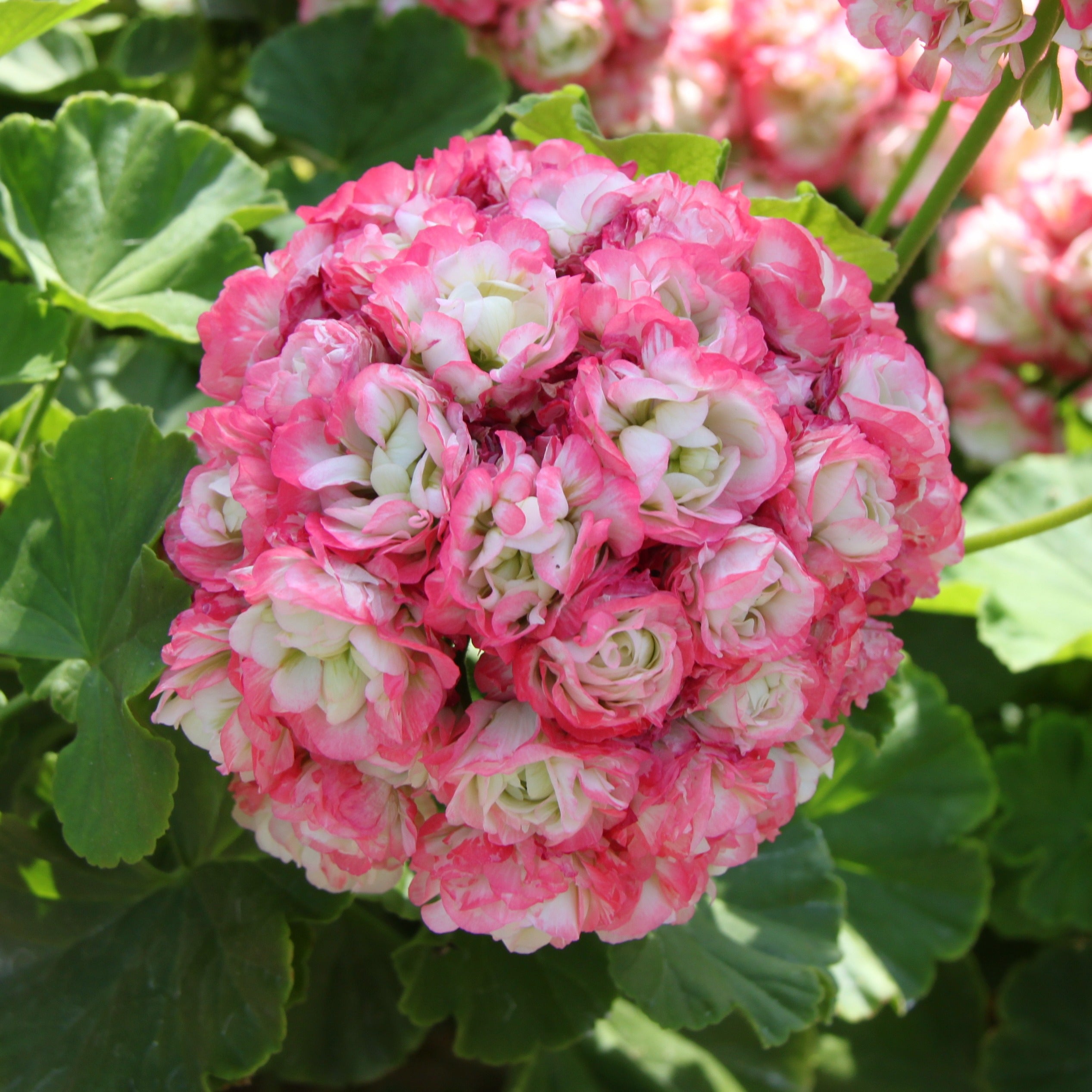Bakker Géraniums rose abricot Apple Blossom 3 pots Ø10,5cm