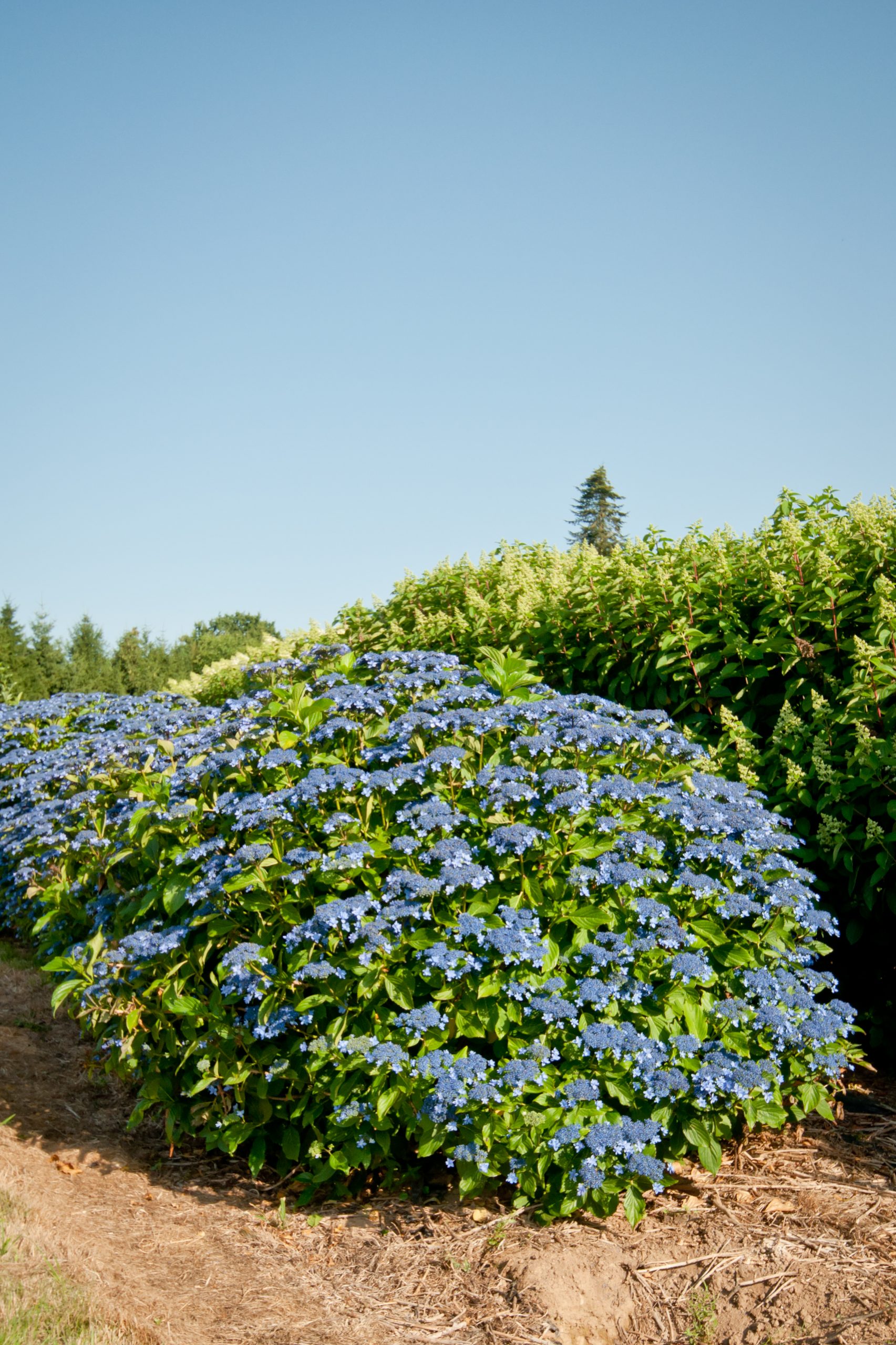 Les Hortensias du Haut Bois Izu no hana hortensia fleurs plates