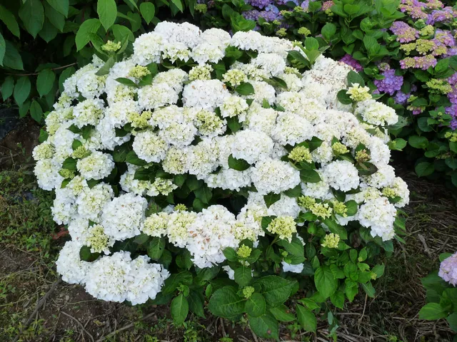 Les Hortensias du Haut Bois Madame Gilles Goujon hortensia boule