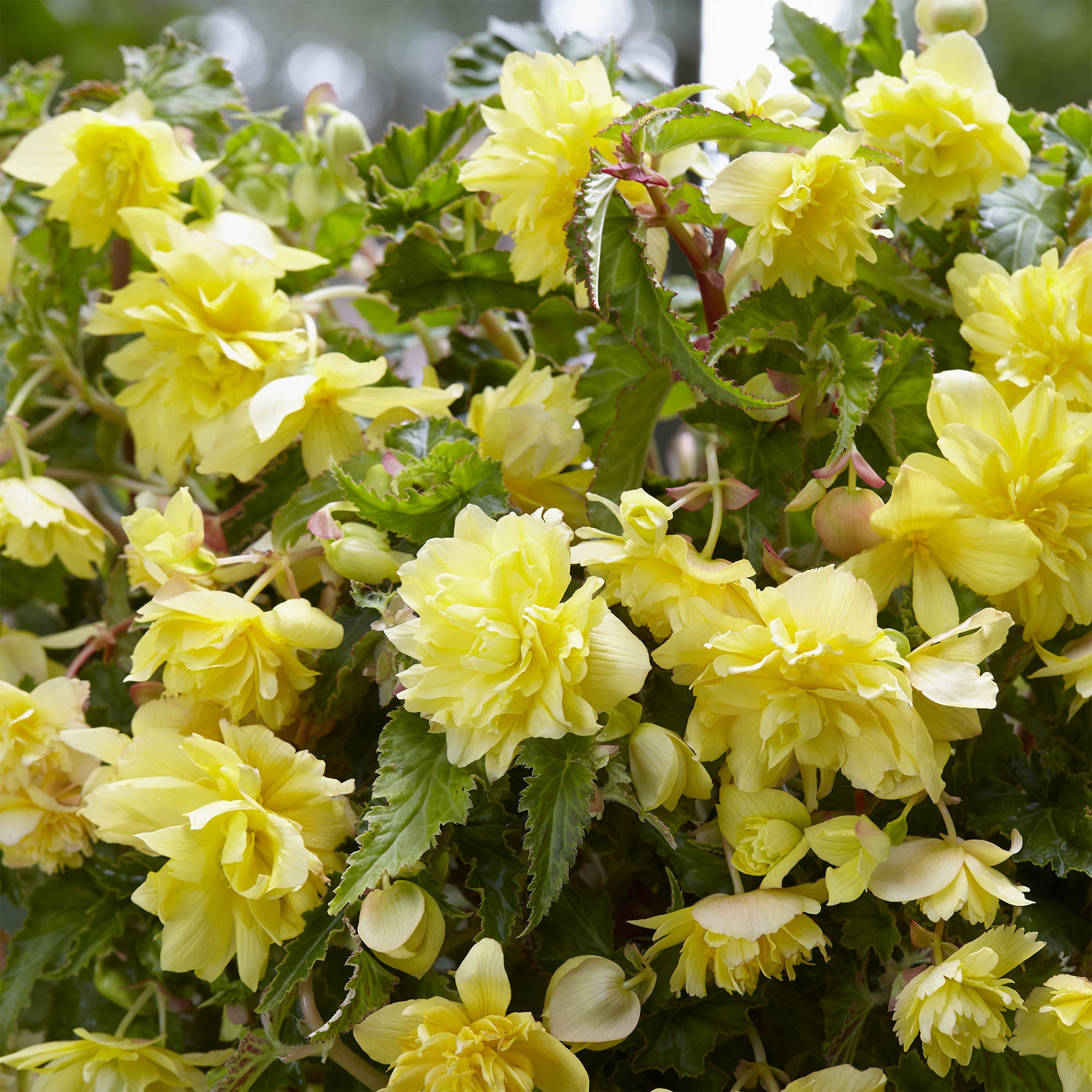 Bakker Bégonias retombants jaunes bulbes sachet de 5