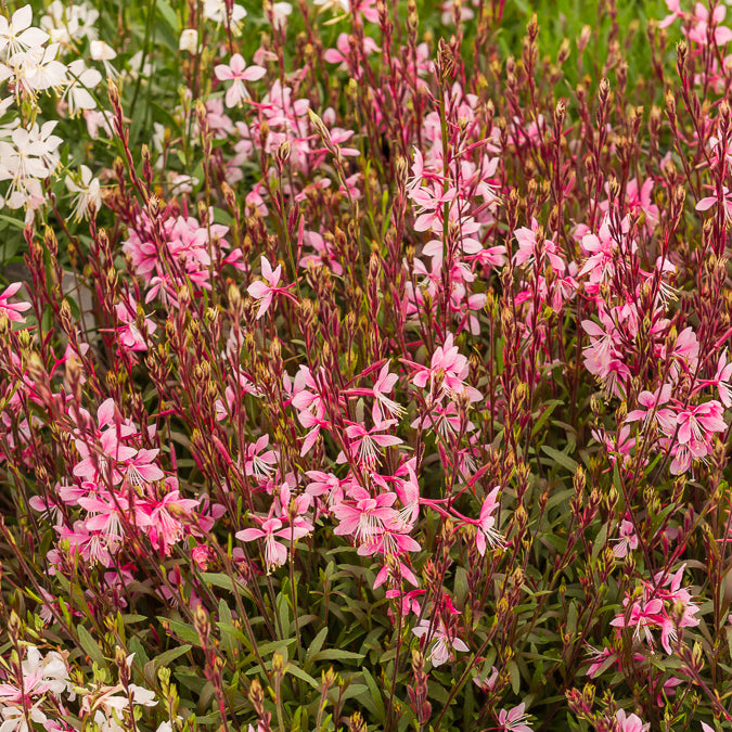 Bakker Gaura Cherry Brandy vivace rose pot 9cm