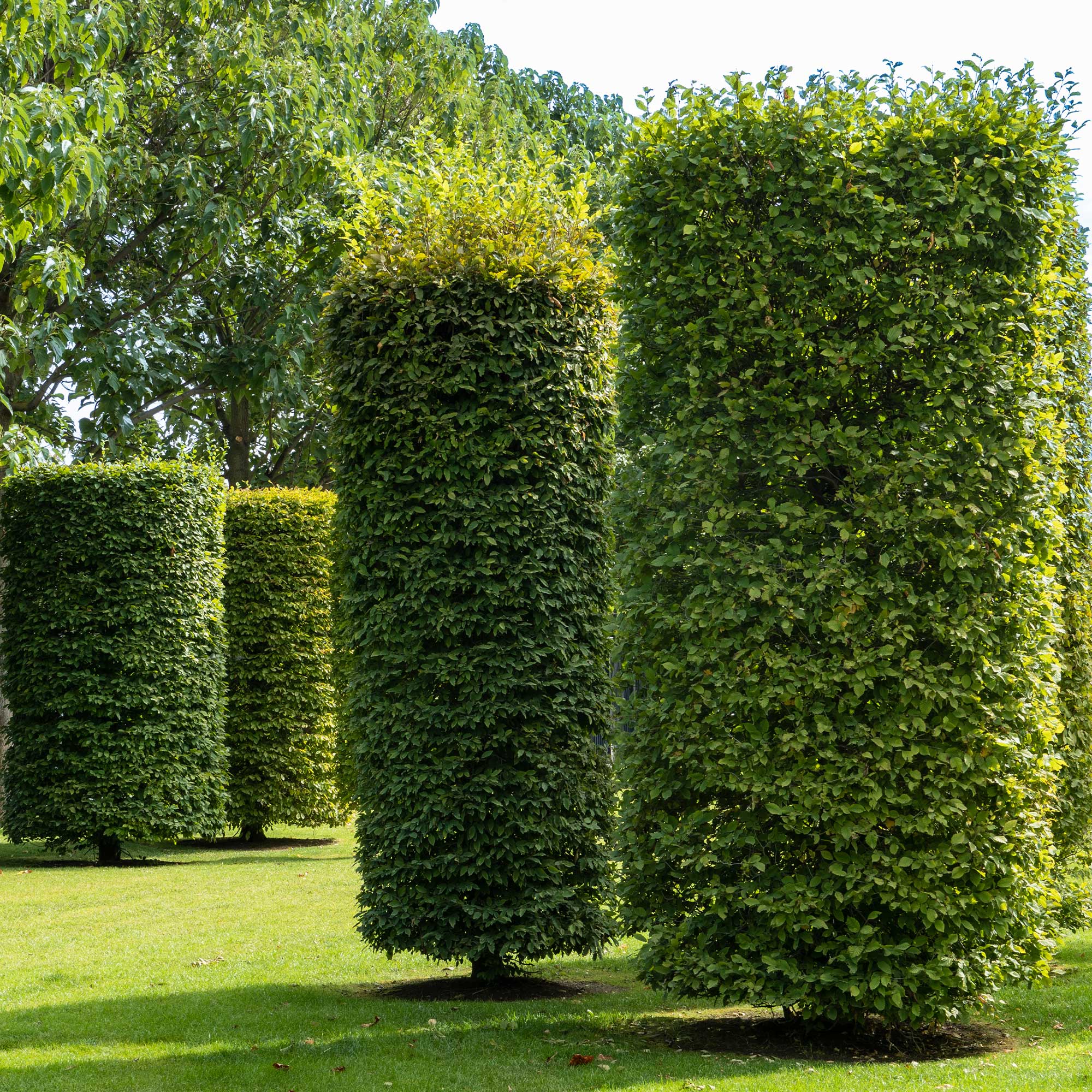 Bakker Charme commun Carpinus haie pot 2L 80-100cm