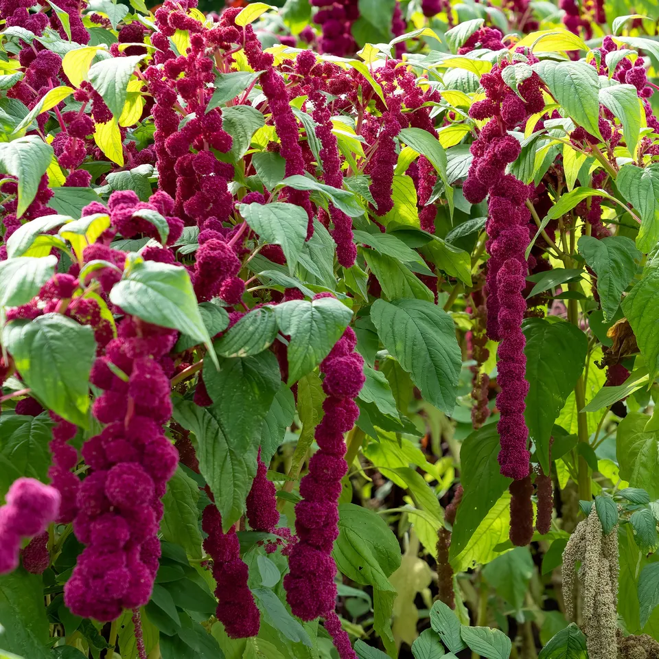 Bakker Amarante Dreadlocks graines sachet fuchsia comestible