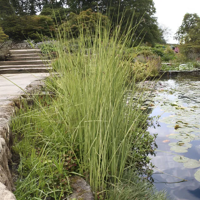 Bakker Jonc Albescens plante bassin pot Ø 9cm 160cm