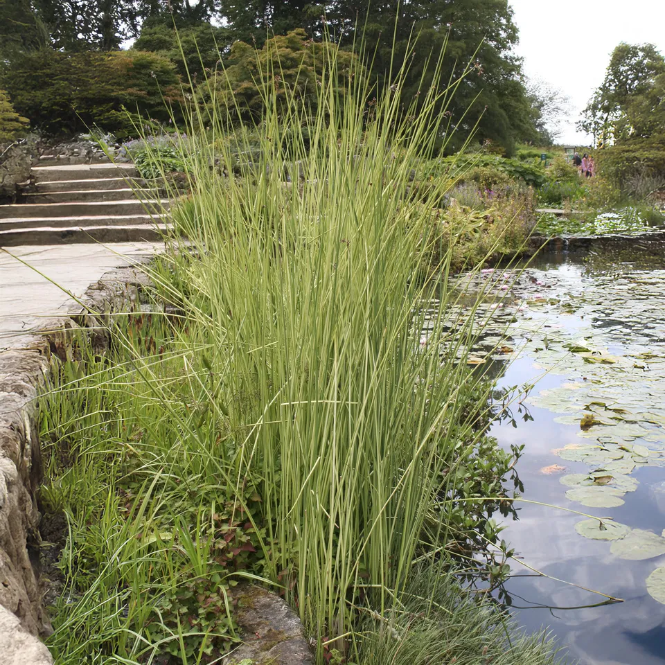 Bakker Jonc Albescens plante bassin pot Ø 9cm 160cm