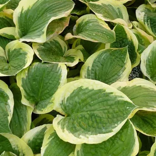 Bakker Hosta Formal Attire plante vivace pot 9cm ombre