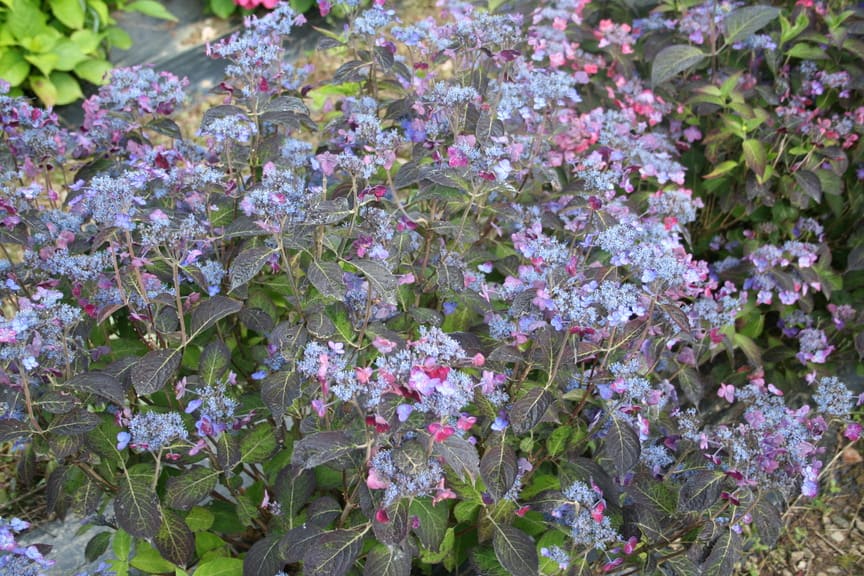 Les Hortensias du Haut Bois Sekka hortensia serrata godet