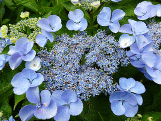 Les Hortensias du Haut Bois Blauling hortensia fleurs plates bleu