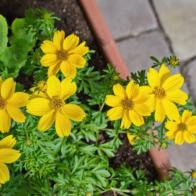 Bakker Bidens jaunes fleur retombante pot Ø 10,5 cm