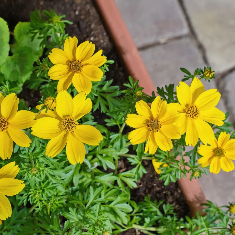 Bakker Bidens jaunes fleur retombante pot Ø 10,5 cm