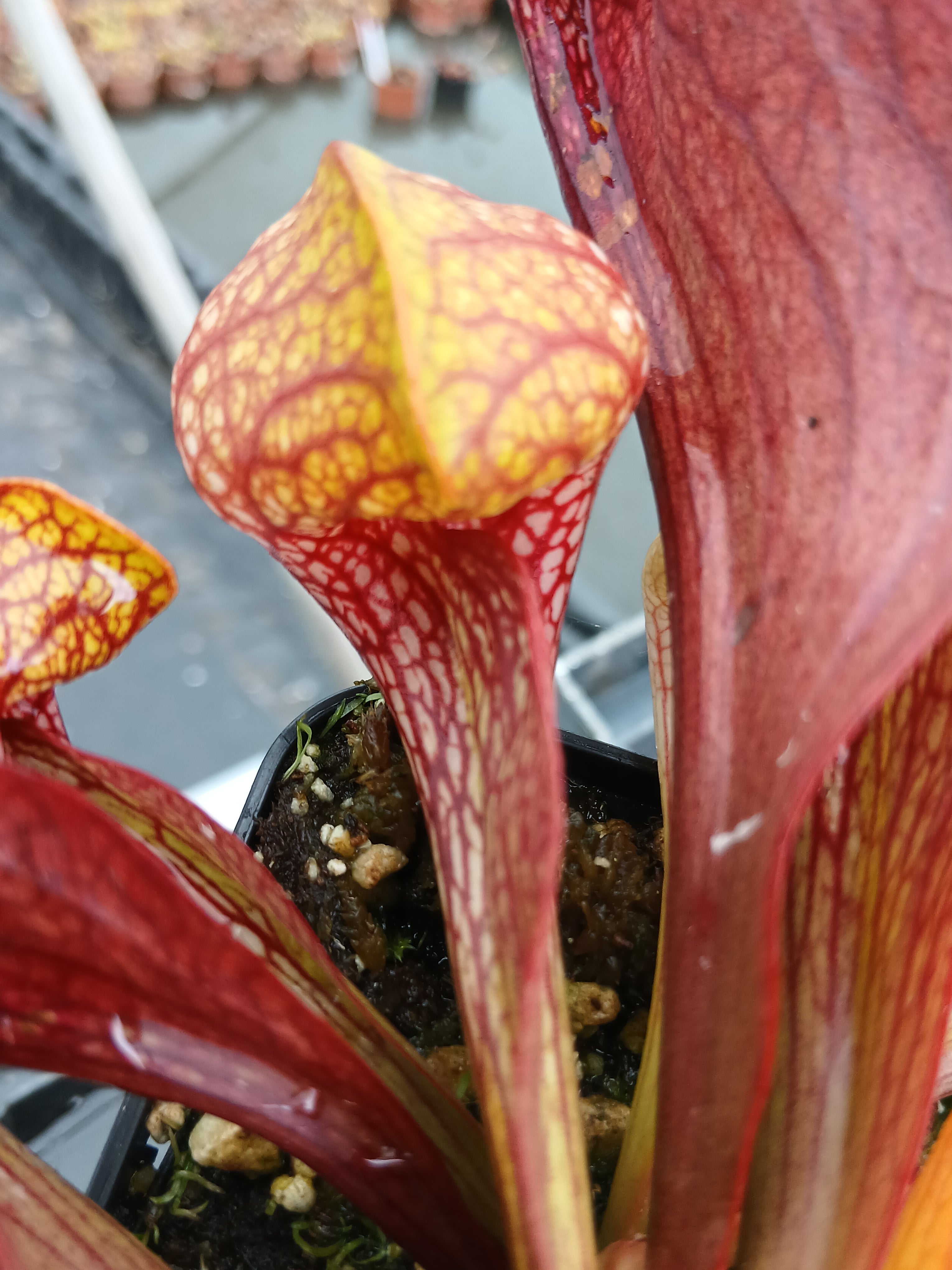 Carniflore Sarracenia psittacina plante carnivore jaune pot 9cm