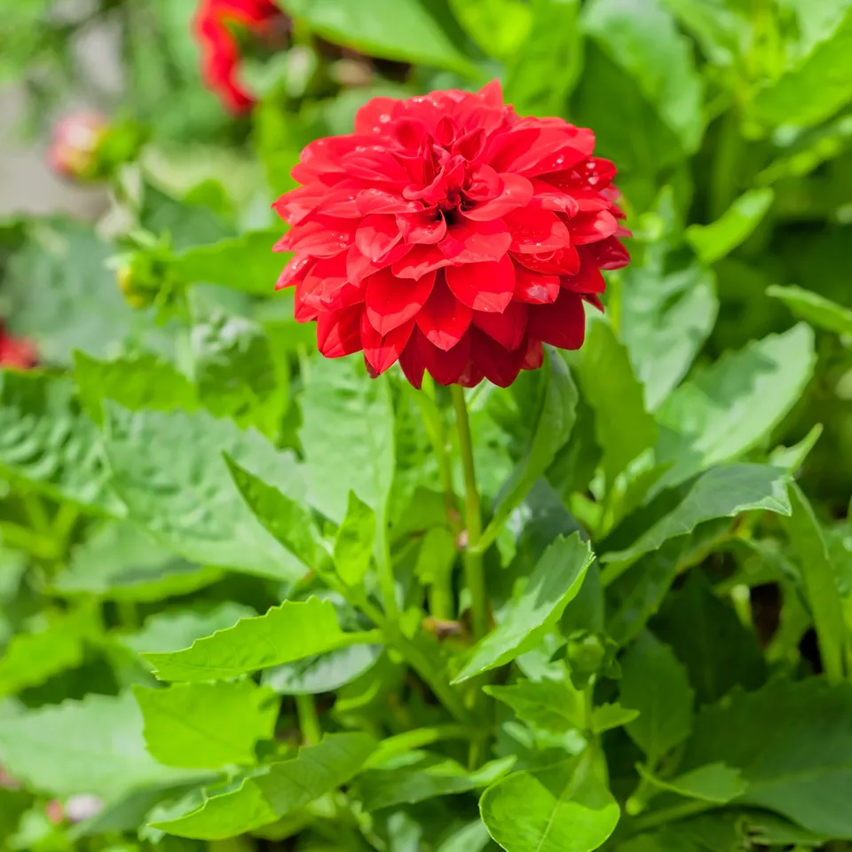 Bakker Dahlia rouge fleur terrasse pot Ø 10,5 cm