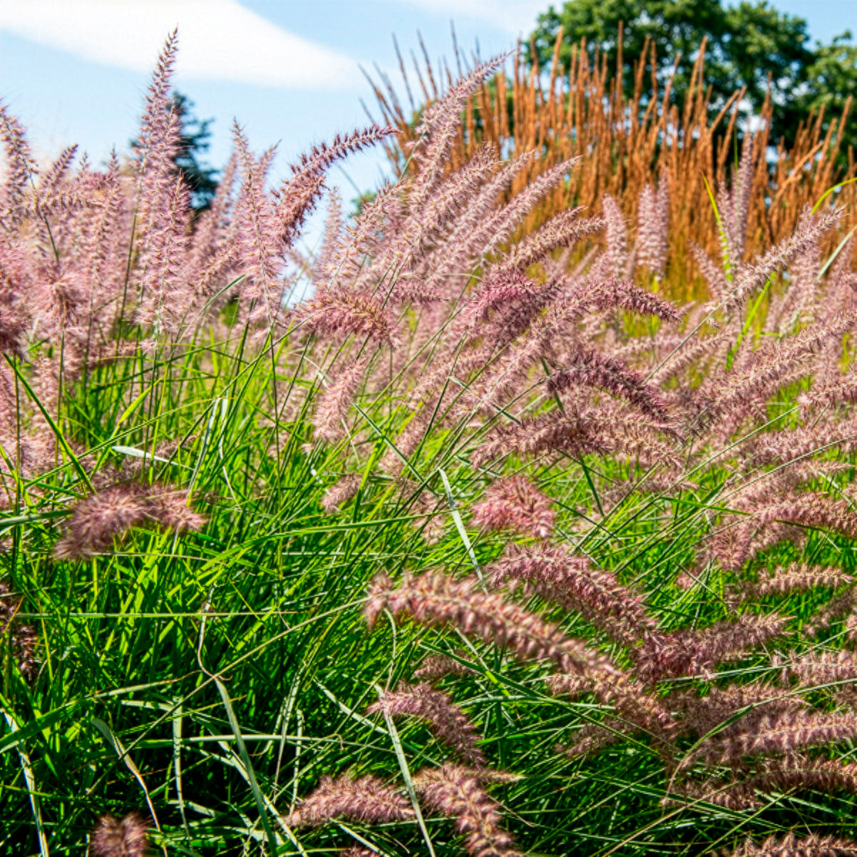 Bakker Pennisetum Karley Rose herbe pot 8cm épis roses