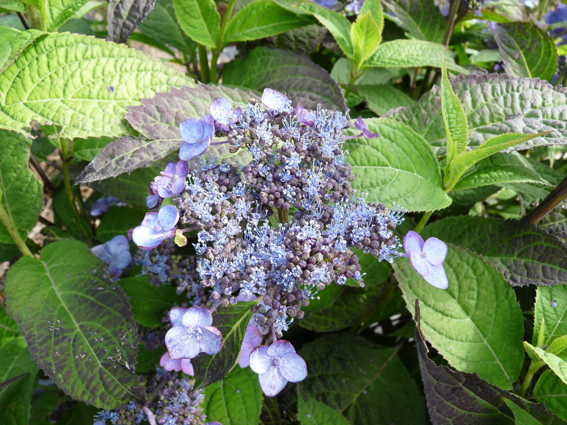 Les Hortensias du Haut Bois Sekka hortensia serrata godet