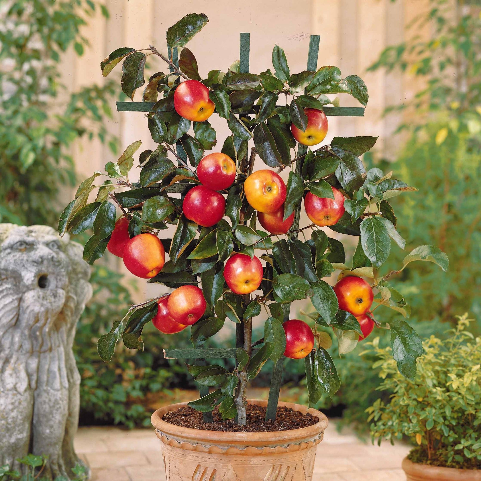 Bakker Mini-pommier Gala pommier nain pot 9cm sucré