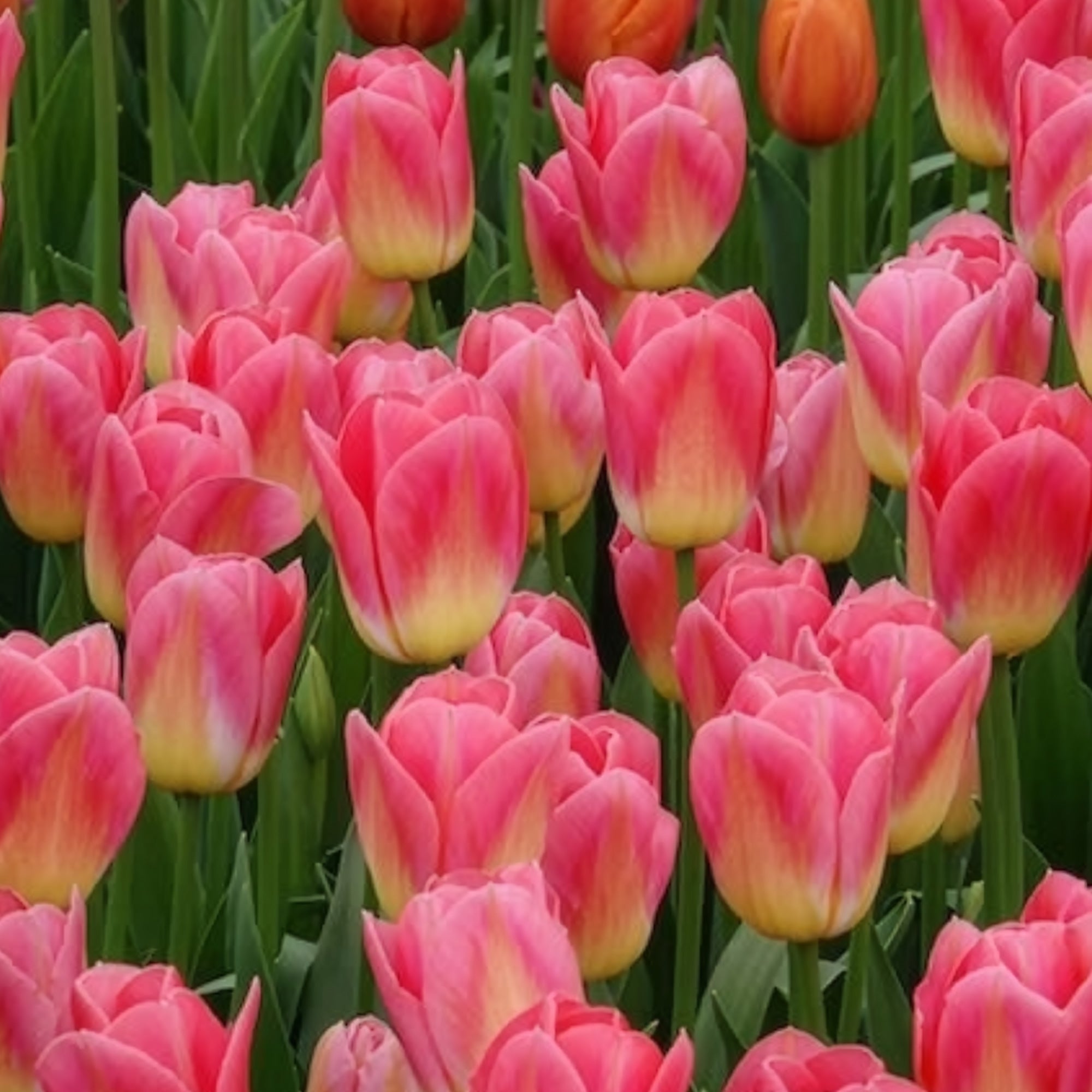 Bakker Tulipes Triomphe Tom Pouce bulbes 7 rose parfumée