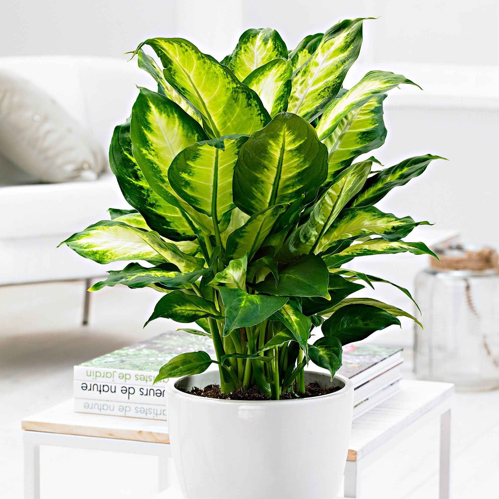 Bakker Camilla dieffenbachia pot Ø12cm 30-40cm panaché
