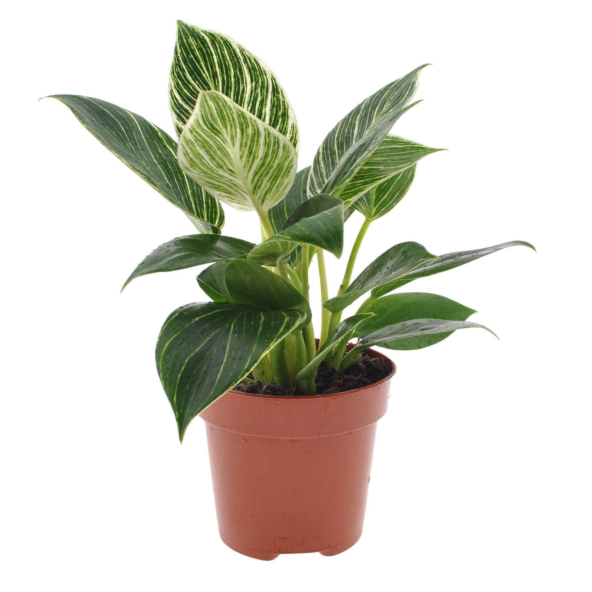 Bakker Philodendron Monstera White Wave verte pot Ø 12 cm