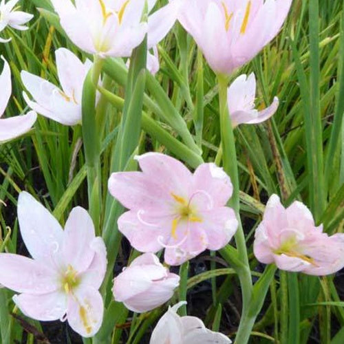 Bakker Lys des cafres blanc vivace pot floraison automne
