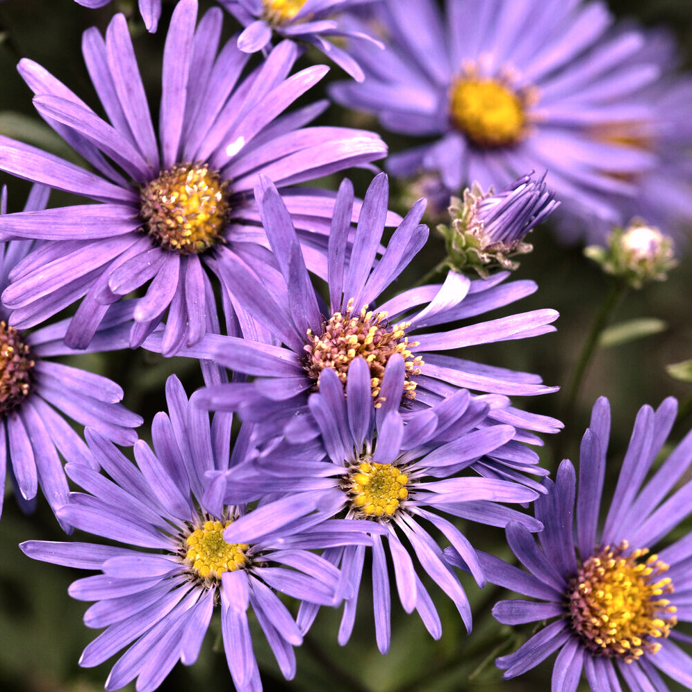 Bakker Aster Violet Queen vivace pot Ø 9cm violet