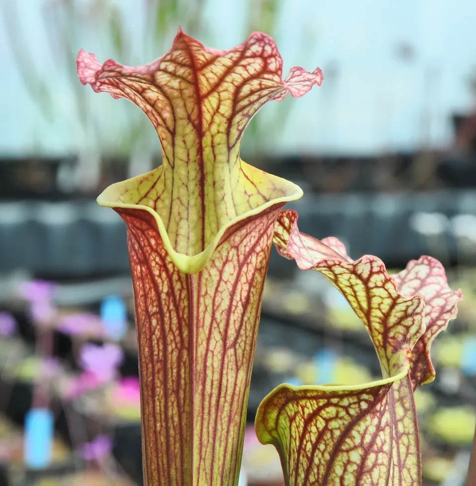 Carniflore Sarracenia x moorei Elizabeth plante carnivore 1 point