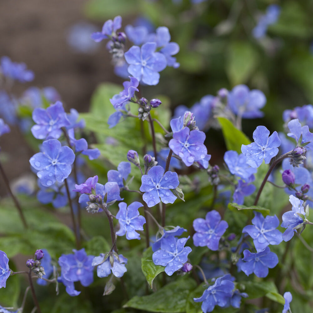 Bakker Plantes vivaces Petite bourrache bleue pot 9cm ombre