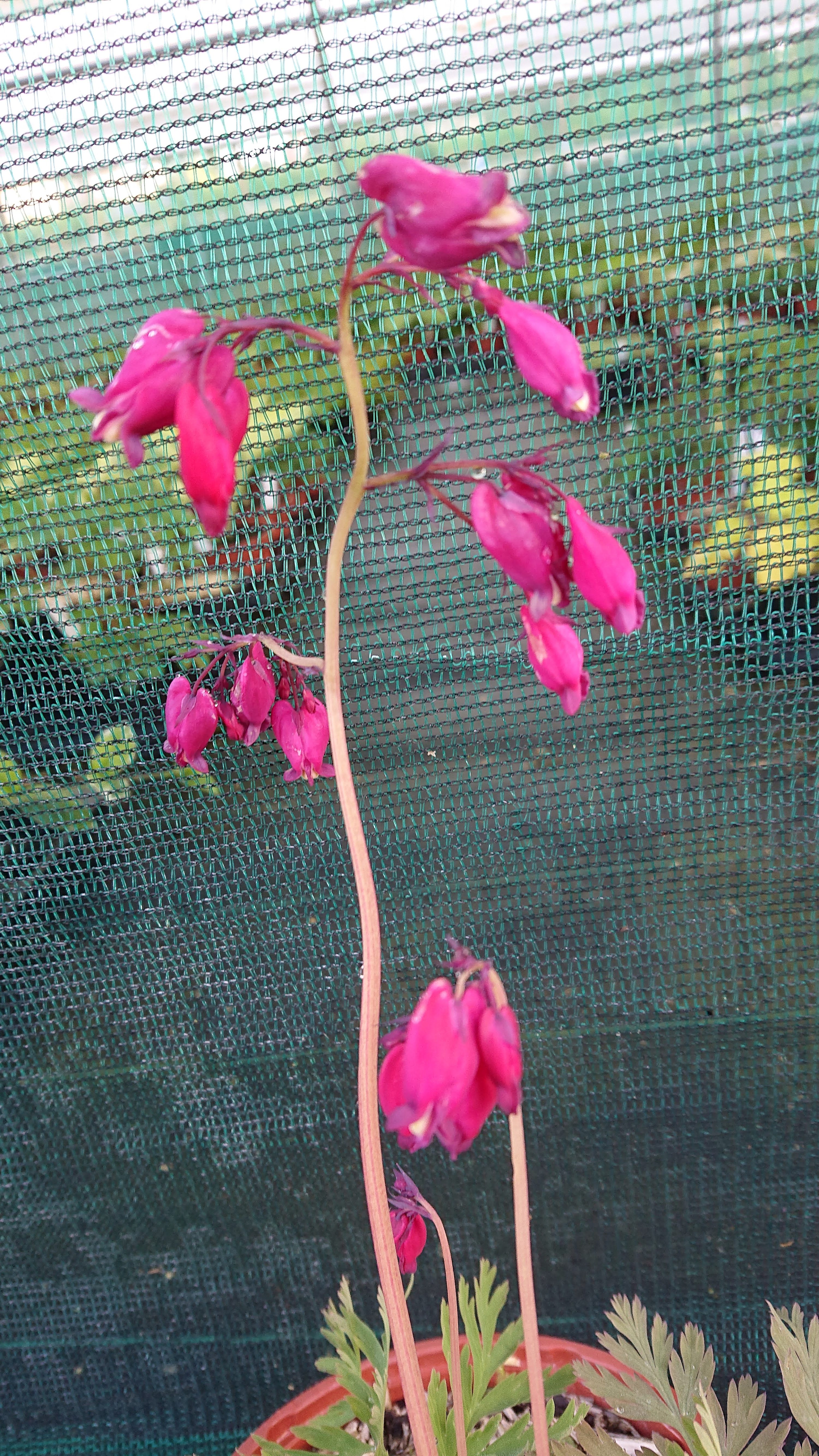 Passion Vivaces Dicentra coeur de Marie couvre-sol pot 1L