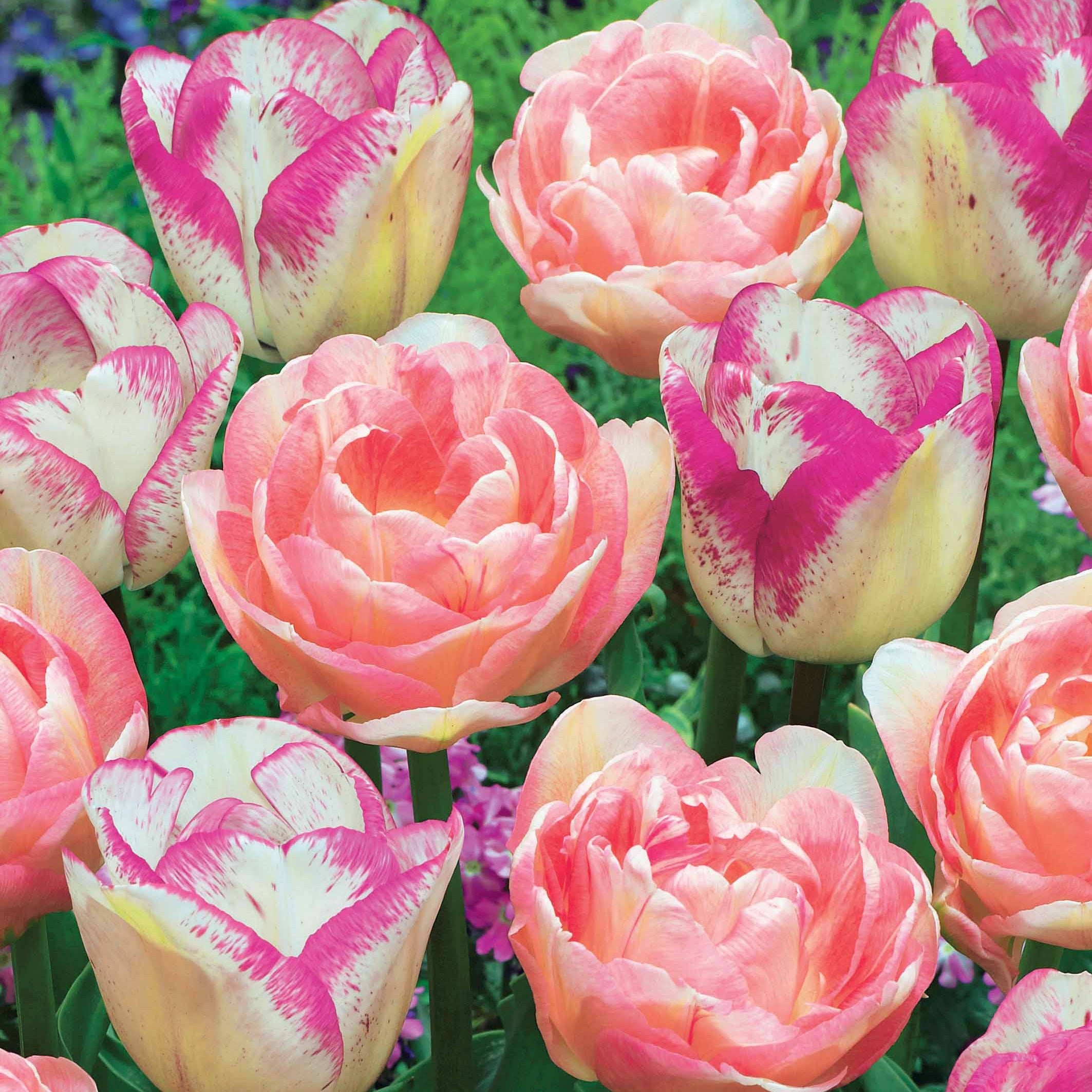 Bakker Angélique Shirley tulipes doubles sachet 20 bulbes rose